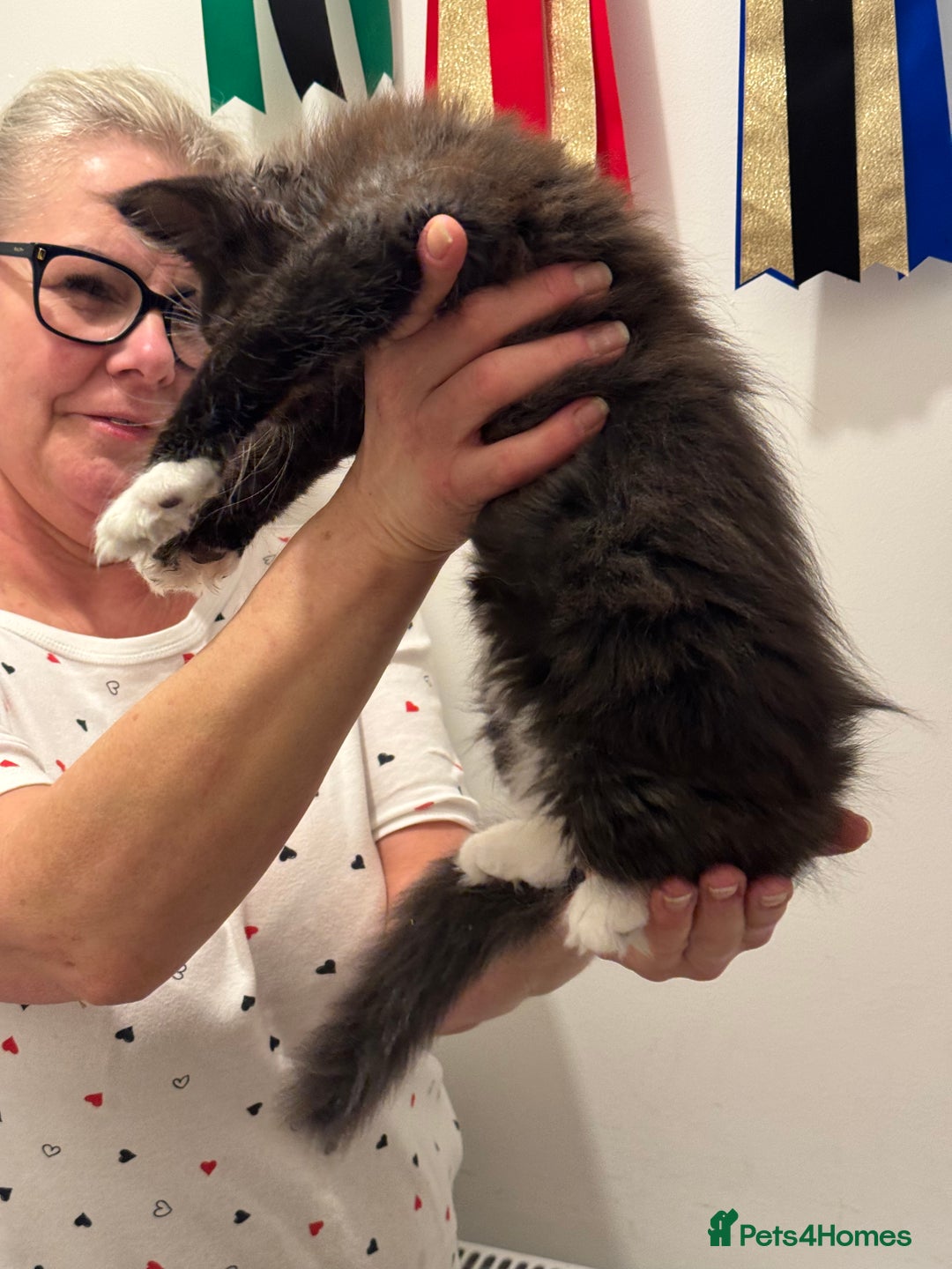 Maine Coon cats for sale: Gorgeous Maine Coon Girl by Gr. Champions For Sale - Advert 3