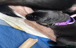 Mixed Breed dogs for sale: German shepherd puppies for sale  - Image 7