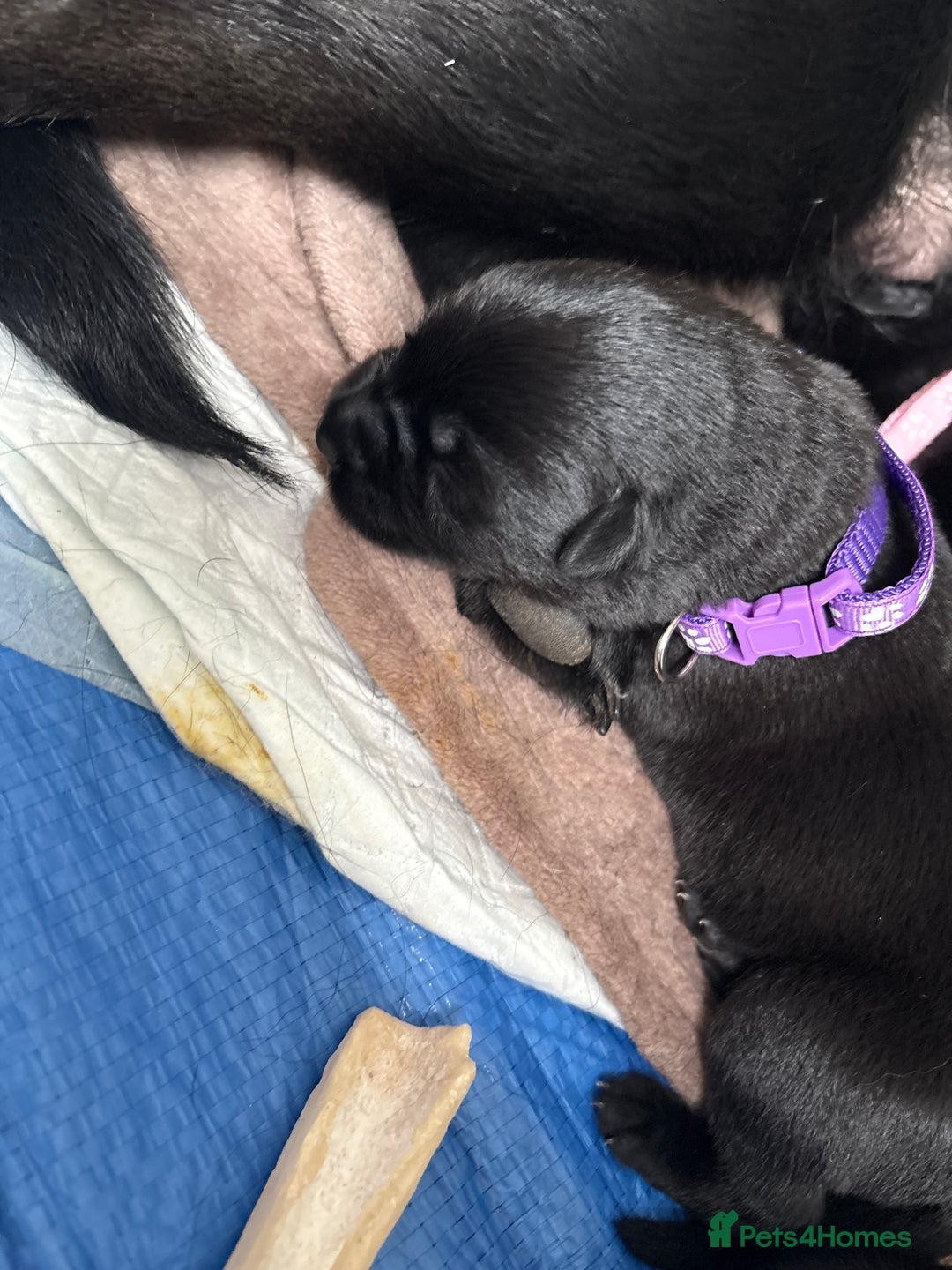 Mixed Breed dogs for sale: German shepherd puppies for sale  - Image 7