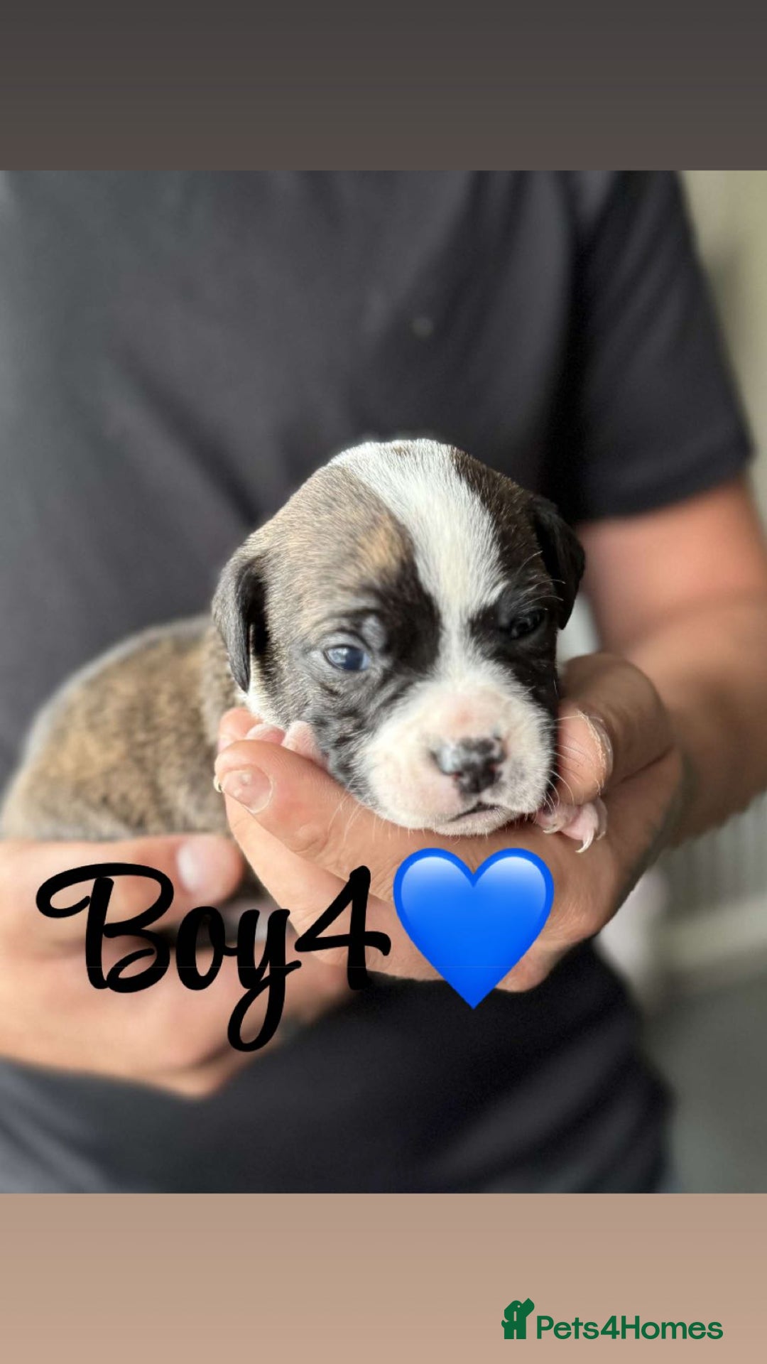 Mixed Breed dogs for sale: Puppies  - Image 4