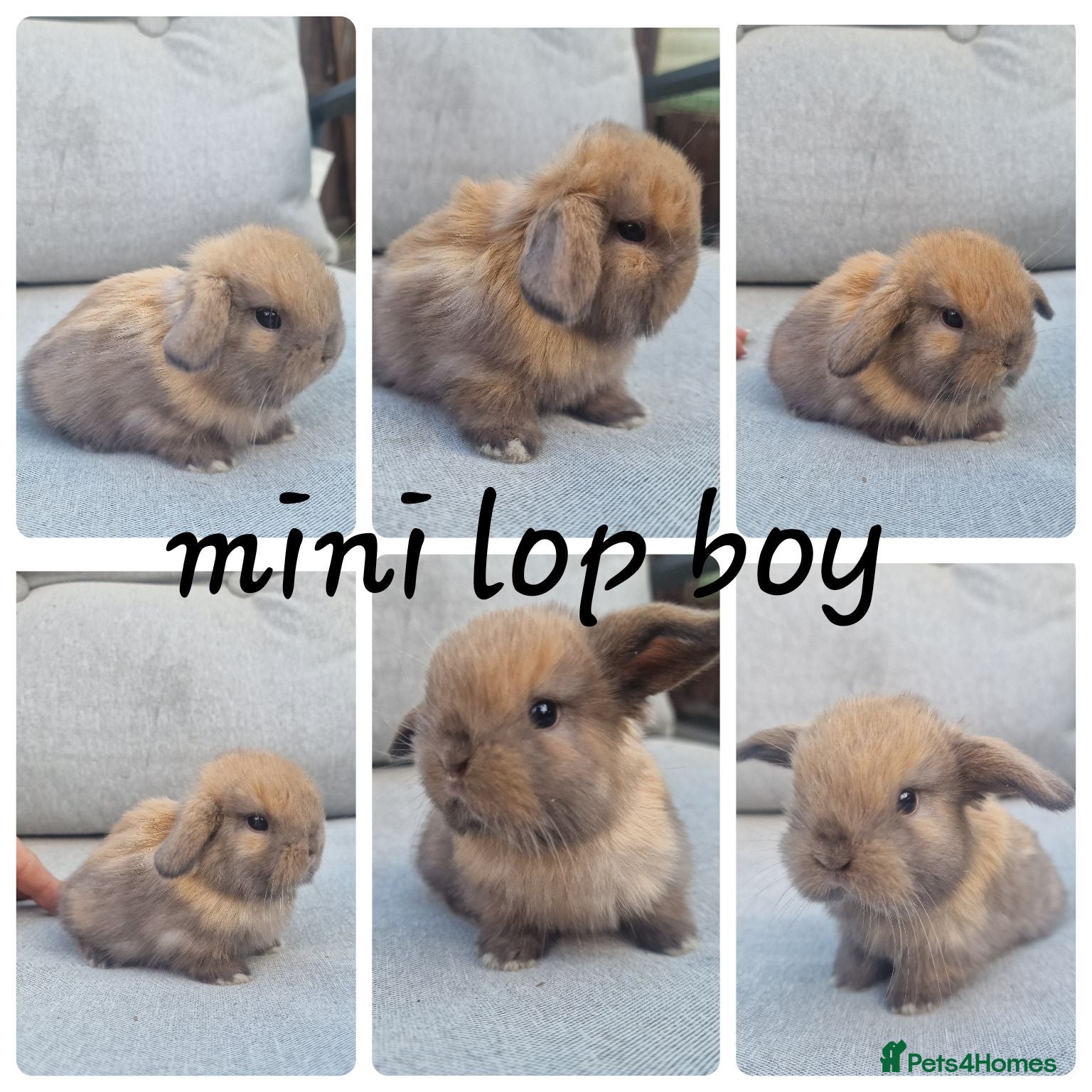 Mini Lop rabbits Mini lop babies  - Advert 3