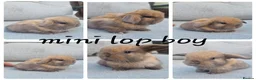 Mini Lop rabbits for sale: Mini lop babies  - Advert 1
