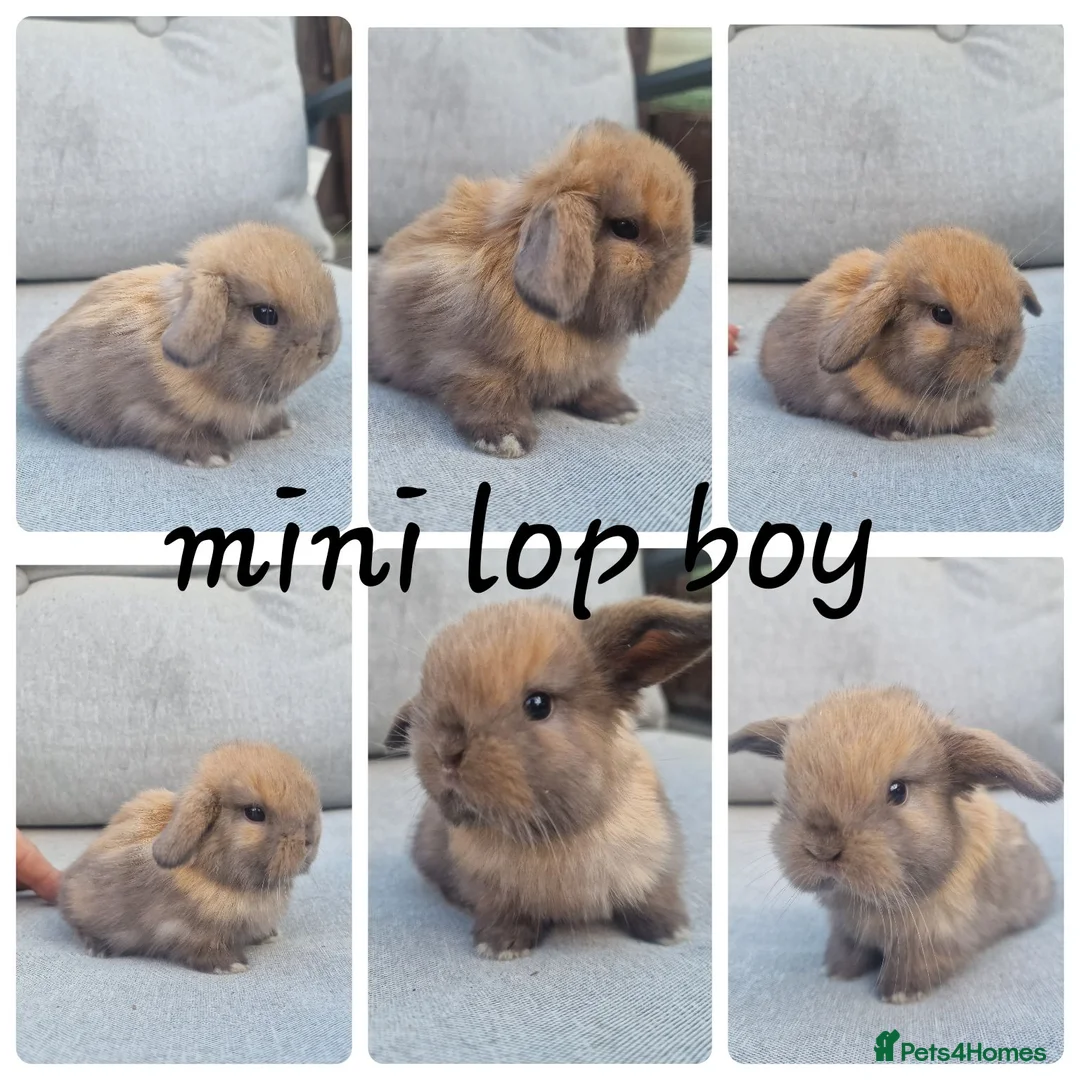 Mini Lop rabbits for sale: Mini lop babies  - Advert 1