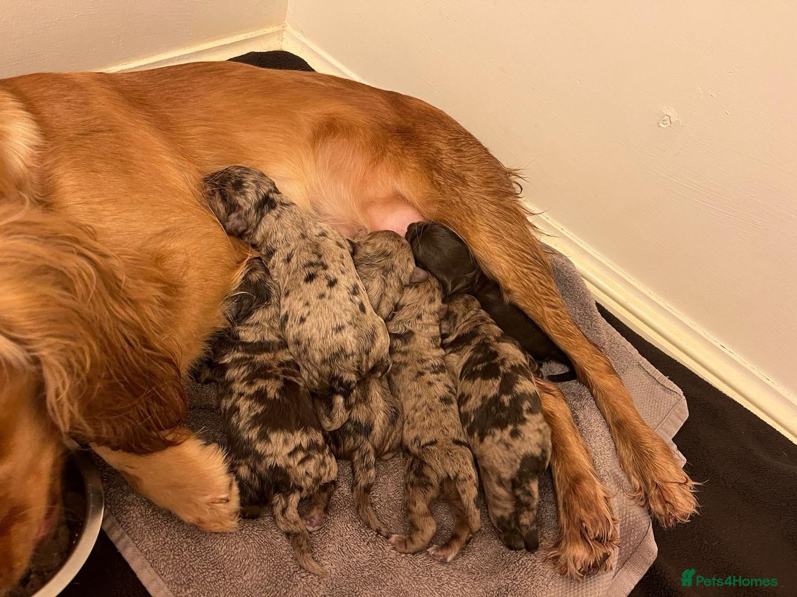 Cockapoo dogs GORGEOUS F1 MERLE COCKAPOOS HEALTH TESTED PARENTS  - Advert 1