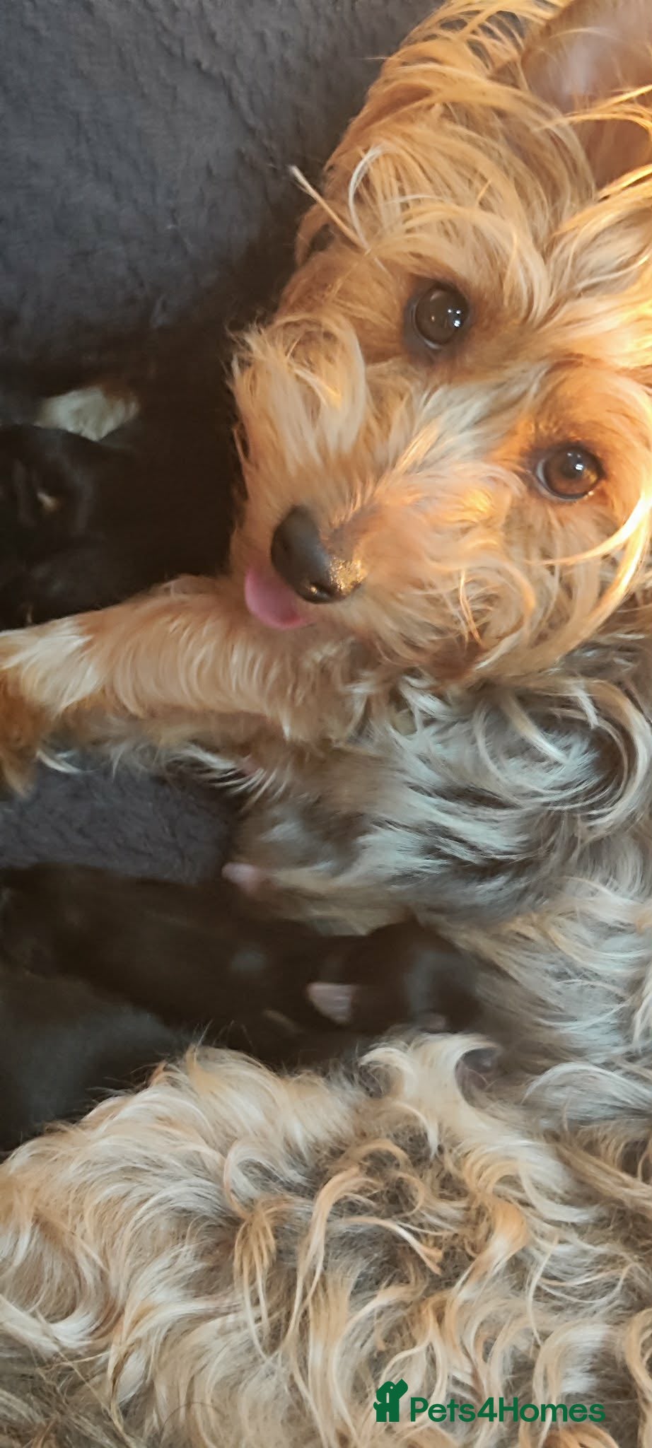 Yorkshire Terrier dogs Yorkshire terrier  - Advert 14