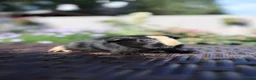 Guinea Pig rodents for sale: Beautiful Baby Guinea Pigs – Ready to Reserve  - Advert 4