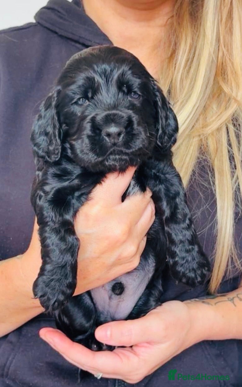 Cocker Spaniel dogs Show Type Cocker Spaniel Pups 🐶😍 - Advert 2