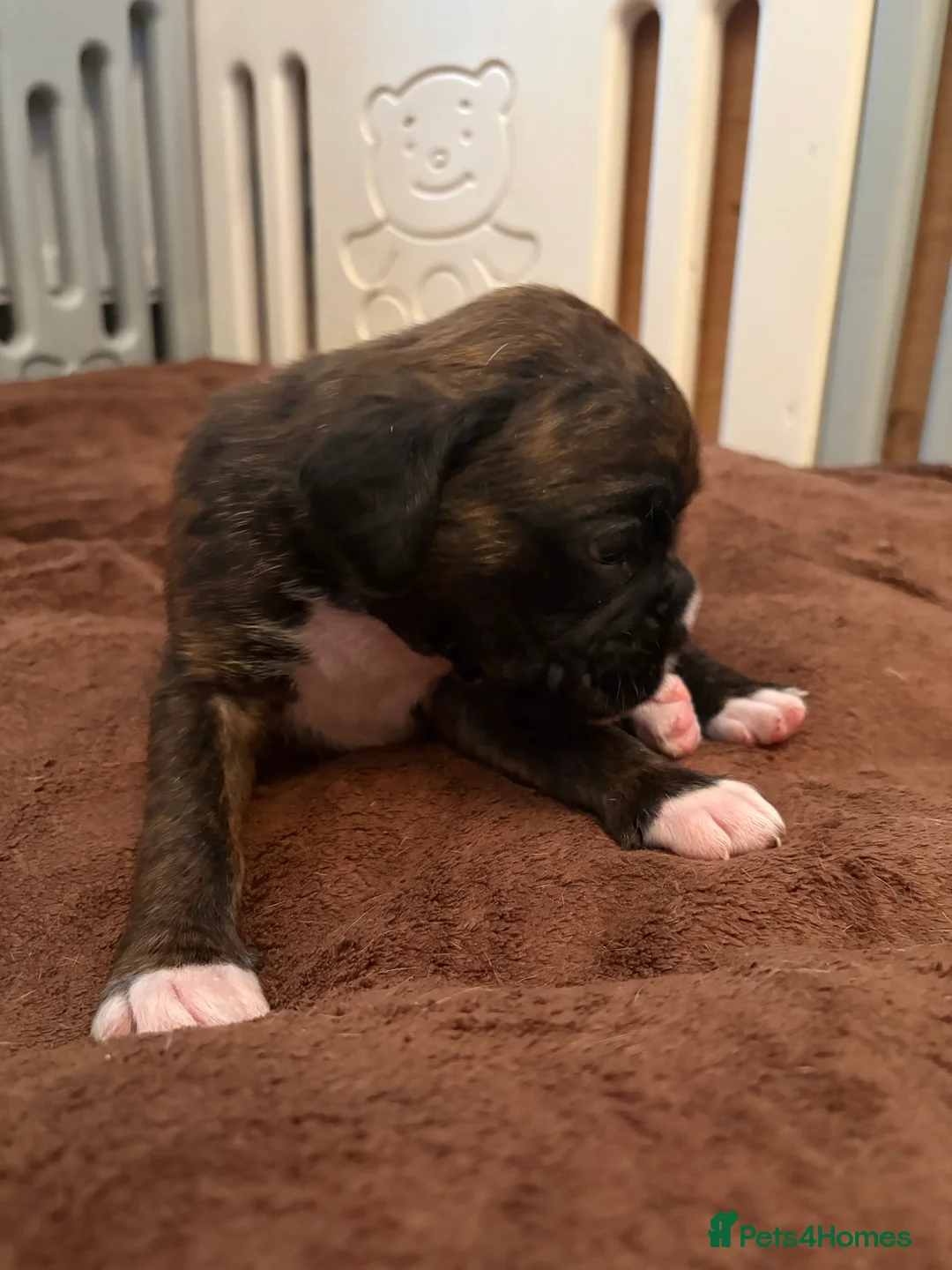 Boxer dogs for sale: READY NOW. LAST GIRL 🐶  - Advert 16