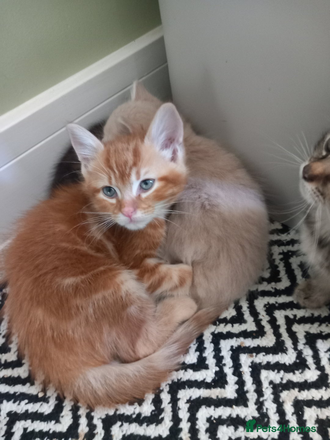 Mixed Breed cats for sale: Beautiful fluffy ginger boy and tabby girl   - Image 1