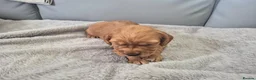 Cocker Spaniel dogs for sale: Cocker spaniel boys for sale in Barnstaple - Advert 5