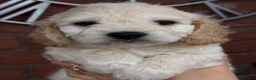 Cavapoochon dogs for sale: Lovely puppies looking for good home  - Advert 30