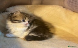 Munchkin cats for sale: Full Pedigree Munchkin Kittens  - Image 14