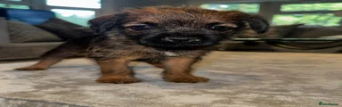 Border Terrier 1