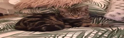 Mixed Breed cats for sale: Tabby female - Advert 3