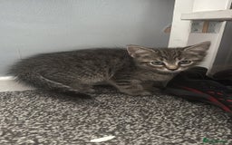 British Shorthair cats for sale: Male kitten  - Image 3