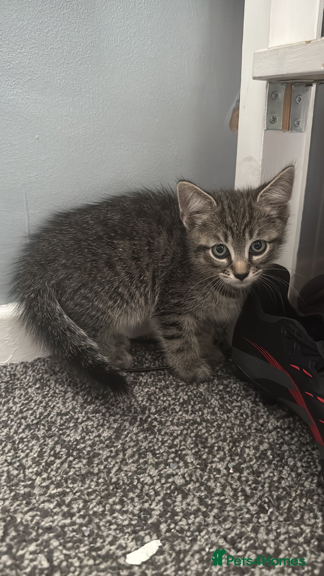 British Shorthair cats for sale: Male kitten  - Image 3
