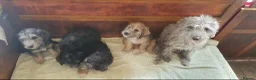 Bedlington Terrier dogs for sale: Beautiful bedlington cross puppies  - Advert 19