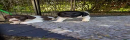English Springer Spaniel dogs for sale: Traditional KC reg English Springer spaniel  - Advert 5