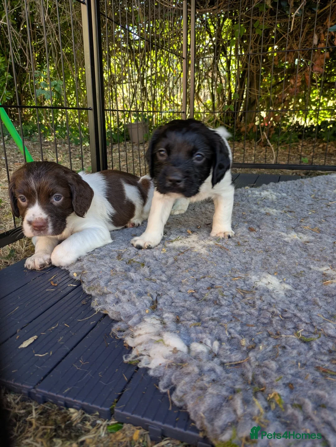 English Springer Spaniel dogs for sale: Traditional KC reg English Springer spaniel  - Advert 5