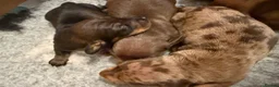 Dachshund dogs for sale: Dachshund puppies  - Advert 12