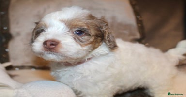 Cockapoo dogs - Advert 16