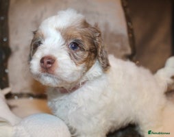 Cockapoo dogs - Advert 5