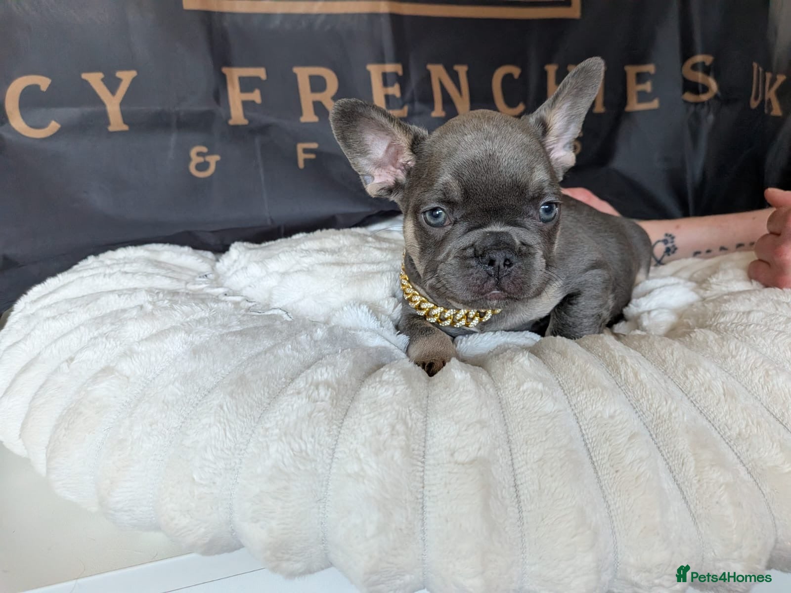 French Bulldog dogs ⭐️Gorgeous French Bulldog Puppies⭐️ - Advert 5