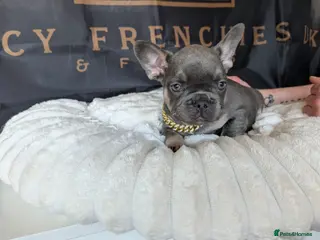 French Bulldog dogs ⭐️Gorgeous French Bulldog Puppies⭐️ - Advert 5