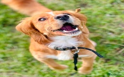 Cocker Spaniel dogs for sale: Beautiful, healthy and loving 2-year-old Cocker.  - Advert 8