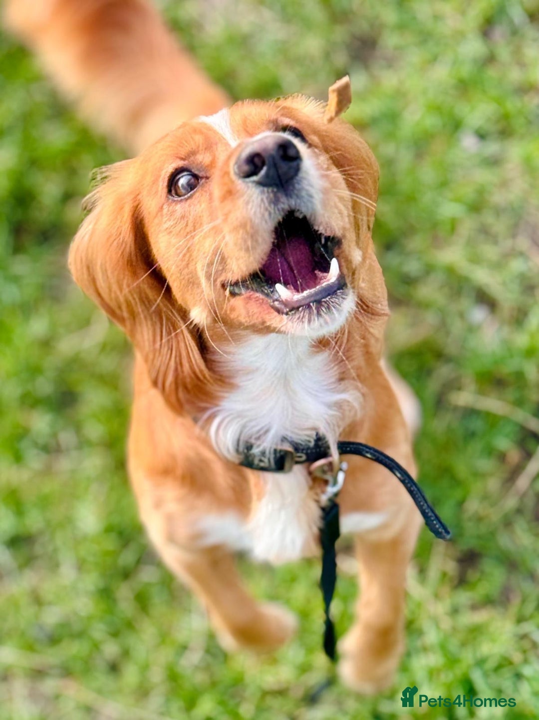 Cocker Spaniel dogs for sale: Beautiful, healthy and loving 2-year-old Cocker.  - Advert 8