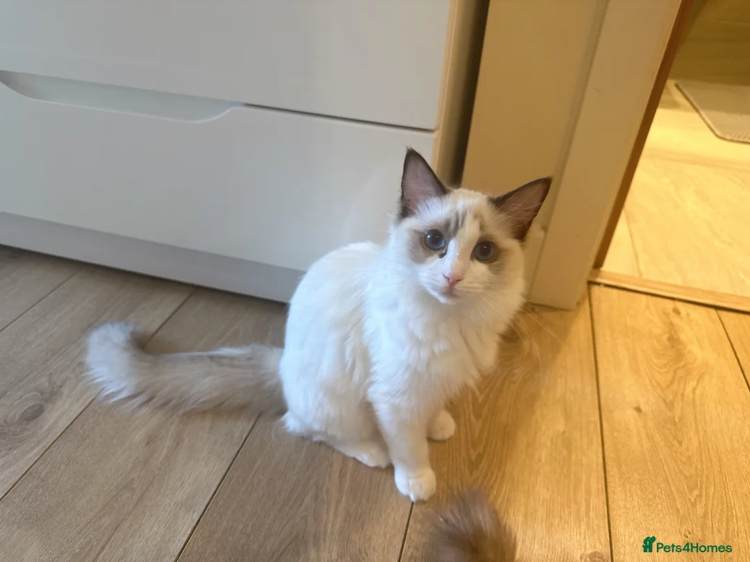 Ragdoll cats for sale: Ragdoll cats&kitten for sell  - Advert 2