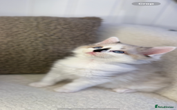 Ragdoll cats for sale: 🎀 Ragdoll kittens 🎀 2 left - Image 20