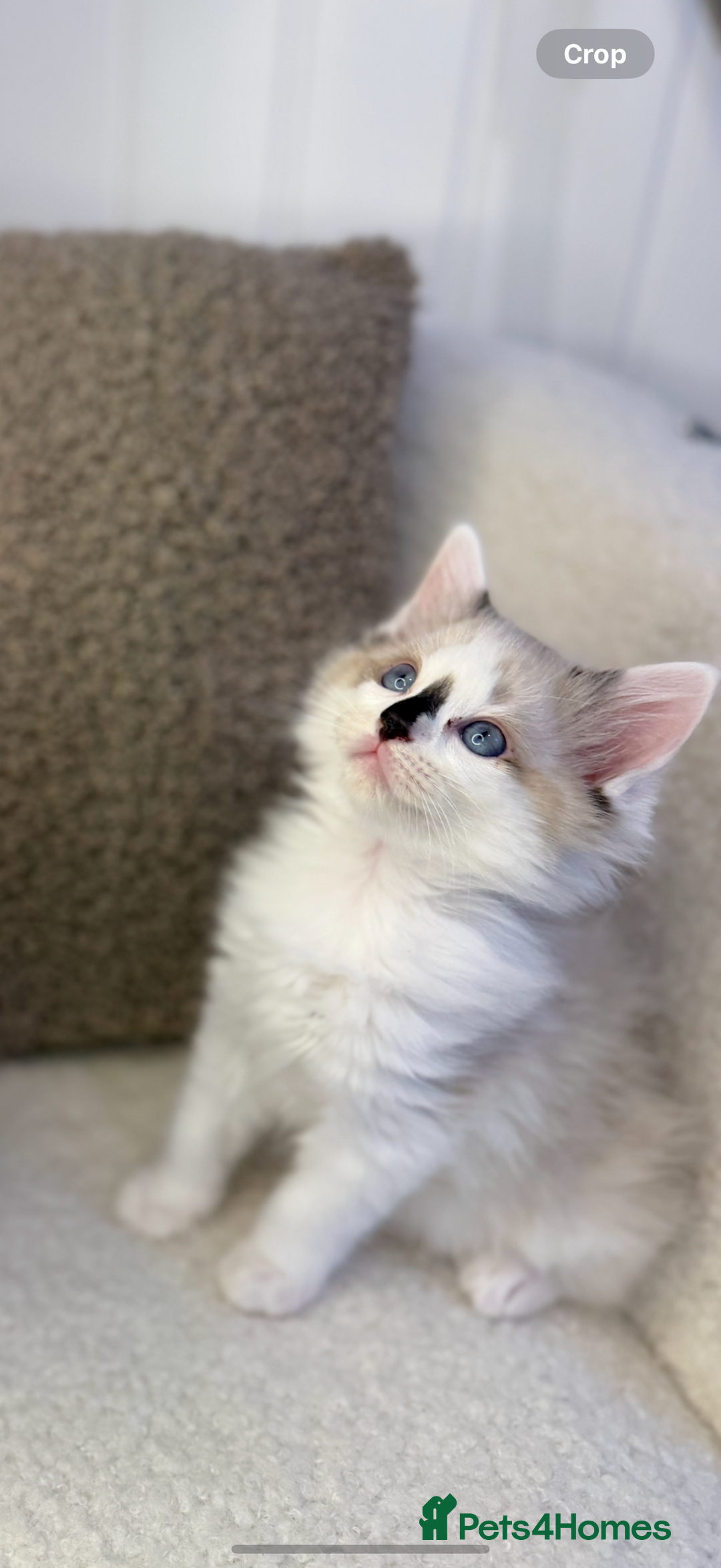 Ragdoll cats for sale: 🎀 Ragdoll kittens 🎀 2 left - Image 20