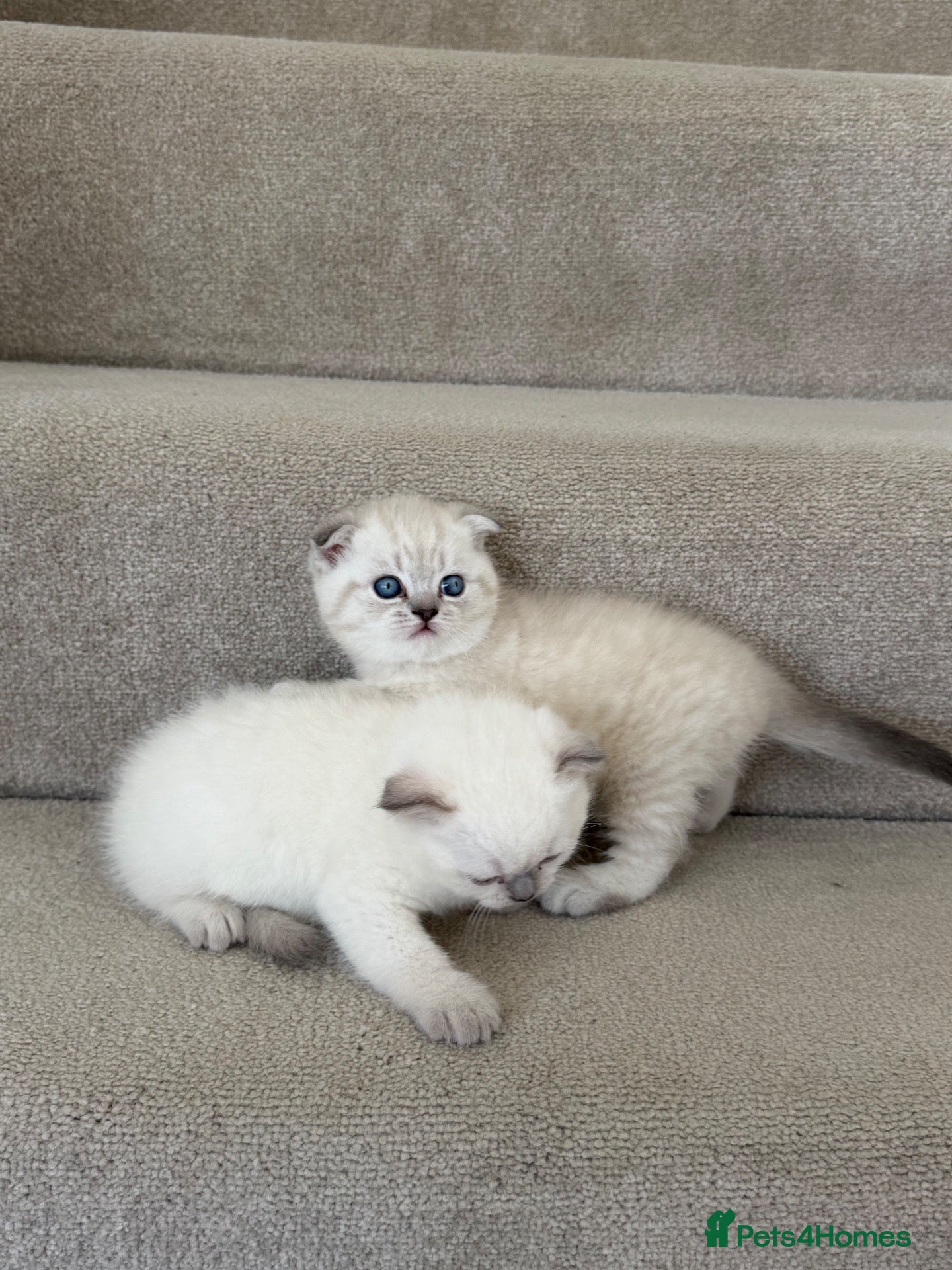 British Shorthair cats Two Scottish Fold and Two British Shorthair  - Advert 1