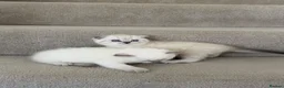 British Shorthair cats for sale: Two Scottish Fold and Two British Shorthair  - Advert 9