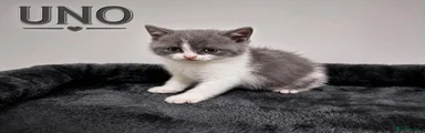 British Shorthair 2