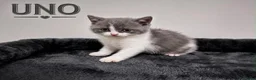 British Shorthair cats for sale: Champion bloodline Bi-colours 🌟  - Advert 4