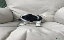 Cocker Spaniel dogs for sale: Show cocker pups  K.C. Reg. AMS. PRA. And FN clear - Image 10