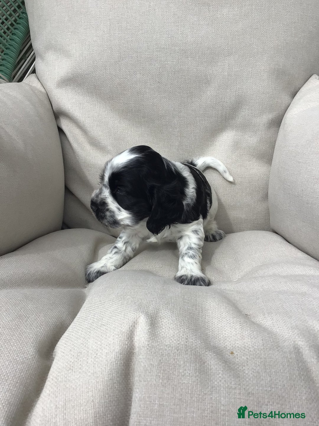 Cocker Spaniel dogs for sale: Show cocker pups  K.C. Reg. AMS. PRA. And FN clear - Image 10