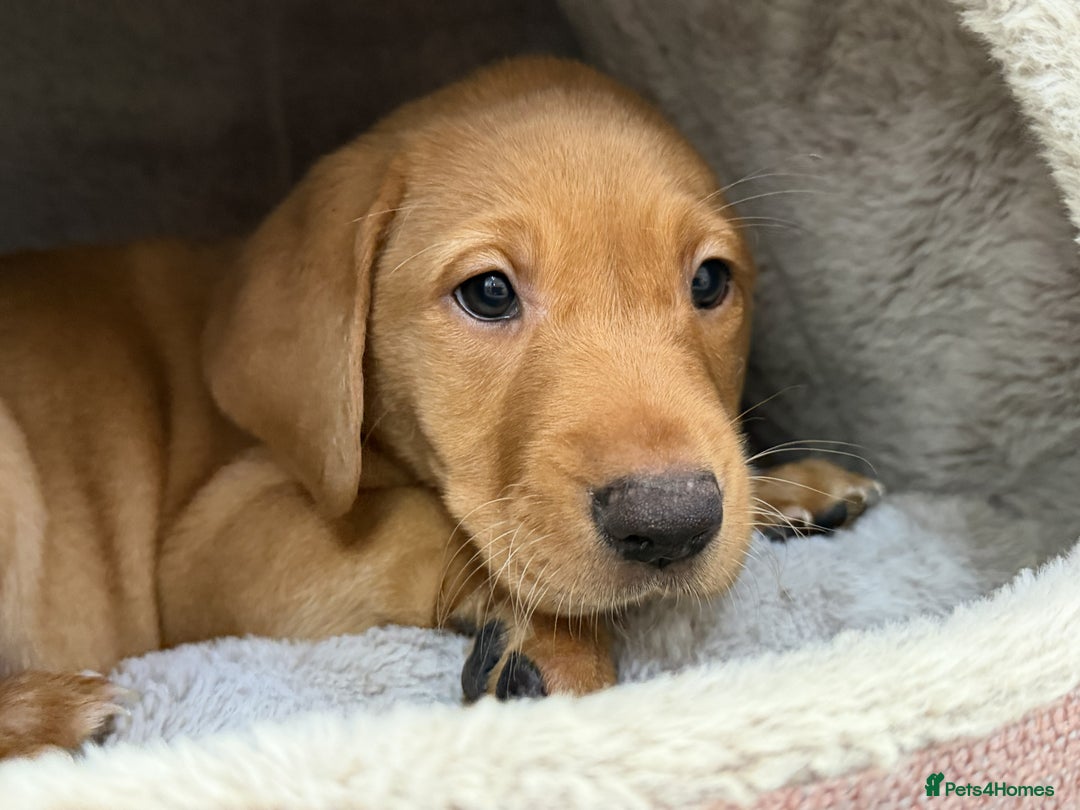 Labrador Retriever dogs for sale: KC Registered Labrador Puppies - Call  **  - Image 18