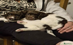 English Springer Spaniel dogs for sale: 2 female springer spaniels  - Image 5