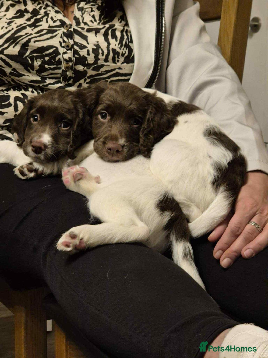 English Springer Spaniel dogs for sale: 2 female springer spaniels  - Image 5
