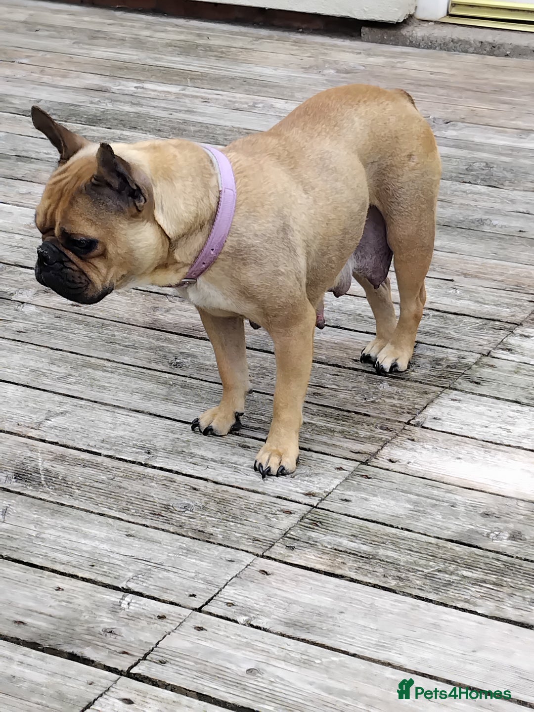 French Bulldog dogs for sale: French bulldogs puppys in Nottingham - Image 14