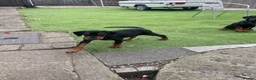 Dobermann dogs for sale: European Doberman puppies 3 available!! - Advert 7