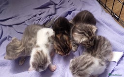 Bengal cats for sale: Bengal kittens  - Image 3