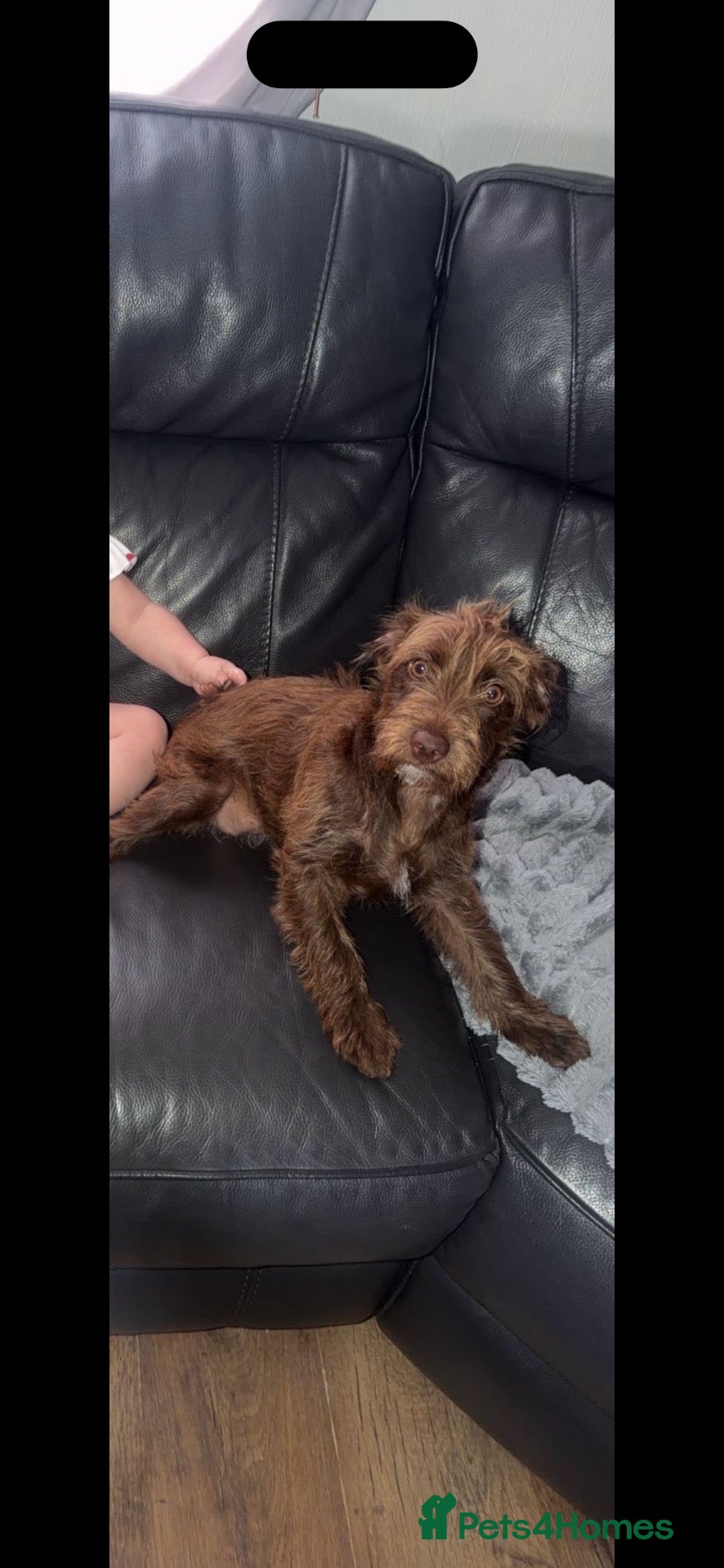 Mixed Breed dogs Loverly 7 month old patterdale  - Advert 1