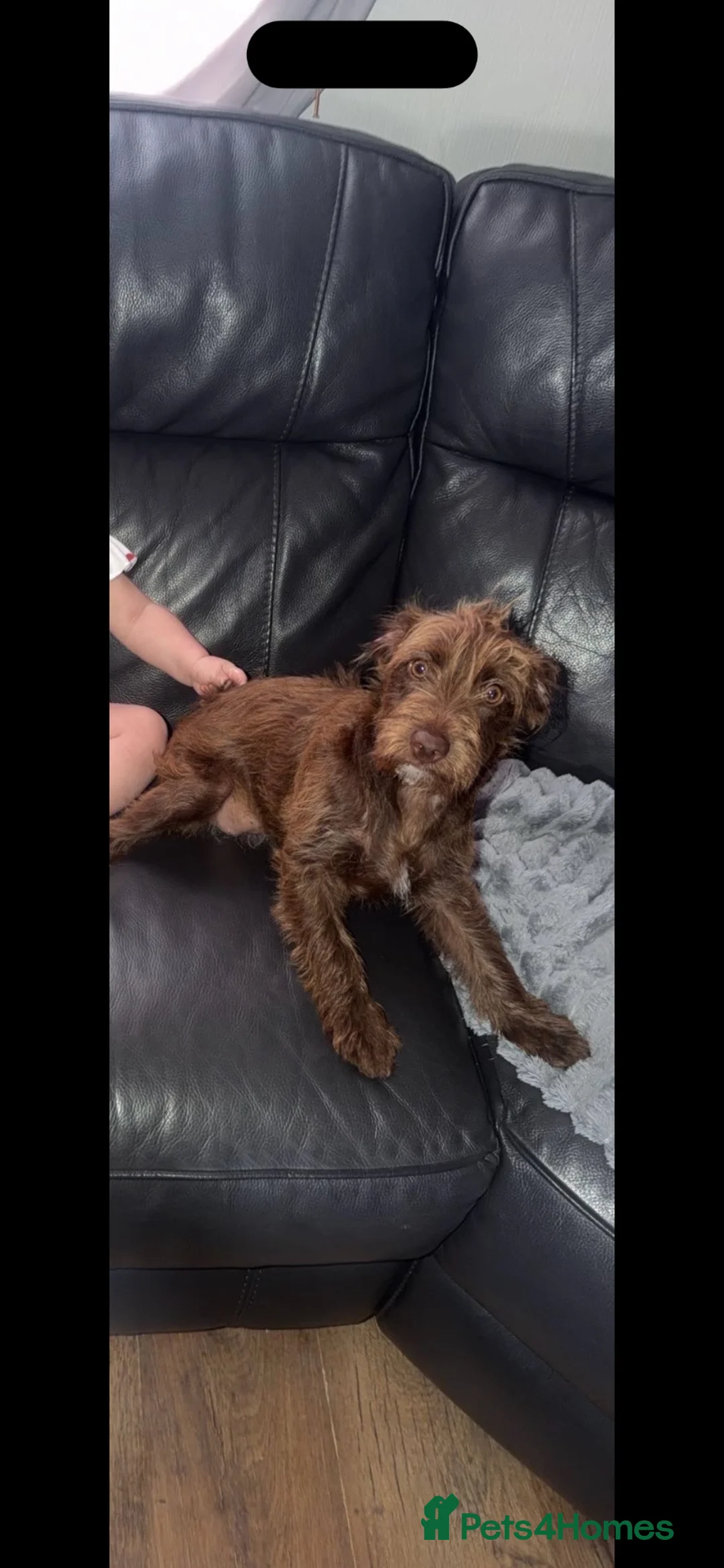 Mixed Breed dogs for sale: Loverly 7 month old patterdale  - Advert 1