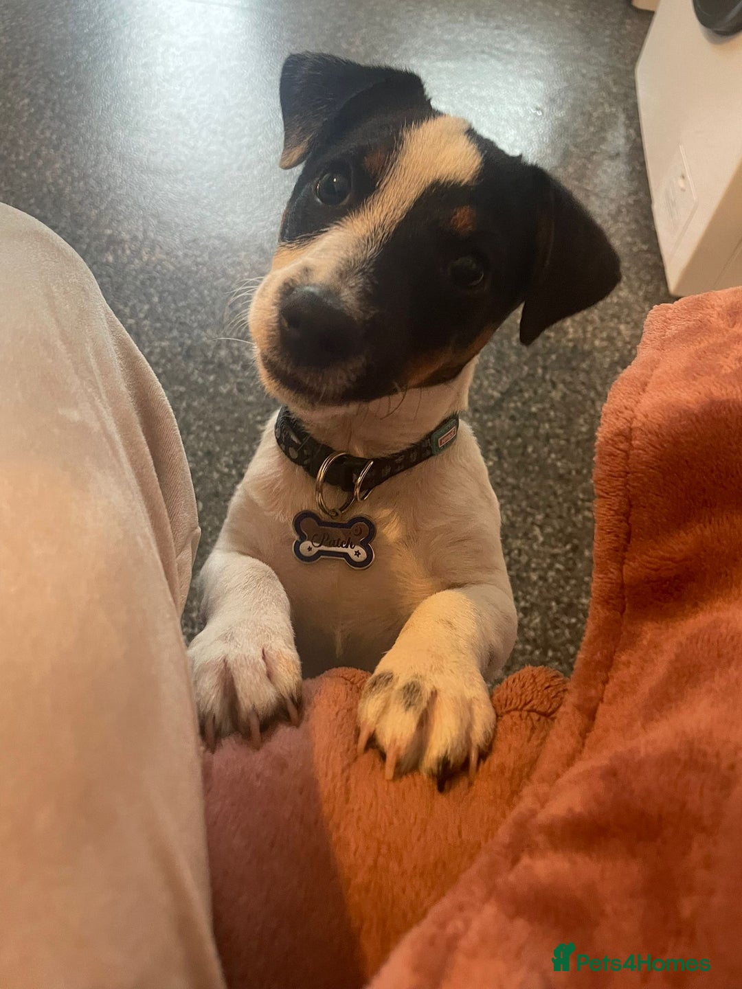 Jack Russell dogs for sale: Male Jack Russel puppy - Image 1