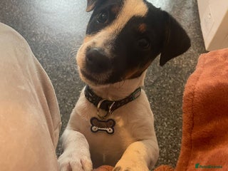 Jack Russell dogs - Advert 4