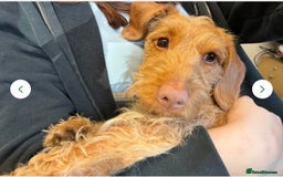 Doxiepoo dogs for sale: Male Daxipoo for sale  - Image 7